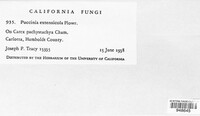 Puccinia extensicola image